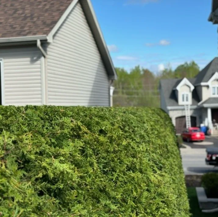 Haie de cèdres fraîchement taillée devant une résidence
